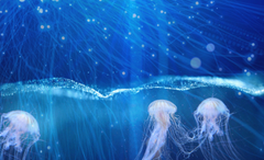 3-1 Sea Connectivity